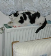 Spanni cica - Fűtőtesten, a szobában.