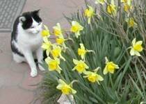 Spanni cica - Nárciszokkal.