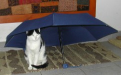 Spanni cica - Esernyő alatt.