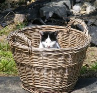 Spanni cica - A nagy kerti kosárban