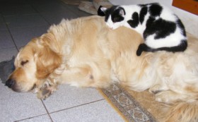 Spanni cica - A kutya hátára lapul