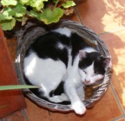 Spanni cica - Spannika júliusban egy kosár dión.