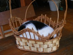 Spanni cica - Díszkosárban