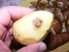 Szójabrassói - Hibás krumpli