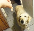 Lila hagymás kifli - A kutya kap egy darab szalonnát.