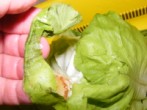 Fejes saláta répával - Tépkedd le a salátalevélről a hibás széleket!