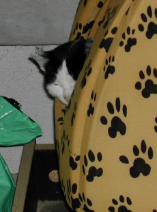 Spanni cica - A sárga macskaházban.