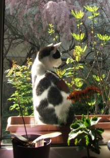 Spanni cica - A konyhaablakban.