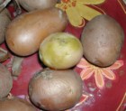 Szilvás gombóc - Ha zöld a krumpli, vágd le róla a zöldet!