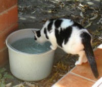 Spanni cica - Vödörből iszik.