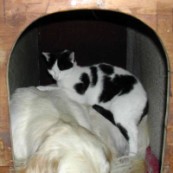 Spanni cica - A kutyaólban, a kutya hátán.