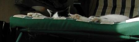 Spanni cica - Elnyúlik a nyugágyon.