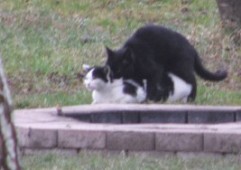 Spanni cica - Tüzel