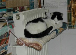 Spanni cica - Fűtőtesten, a konyhában.