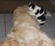 Spanni cica - A kutyát dagasztja