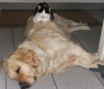 Spanni cica - A kutya hátán tyúkanyó pózban.