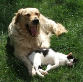 Spanni cica - A kutyánkhoz bújik.