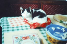 Spanni cica - Kenyeres kosárban