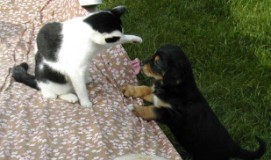 Spanni cica - A kutyánk kölykével játszik.