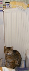 Aranygaluska - Az élesztőt takard le, és tedd meleg helyre keleszteni!
