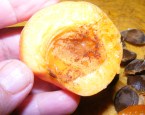 Baracklekvár - A mag alatt barna a barack felülete...