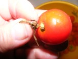 Töltött paprika hús nélkül - Billentsd ki a paradicsom kocsányát!