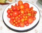 Töltött paprika hús nélkül - A megmosott, átválogatott paradicsomok.